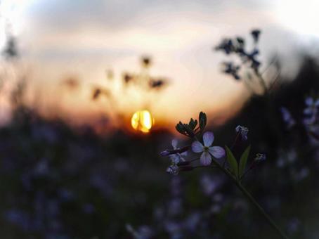 夕日 夕日の写真