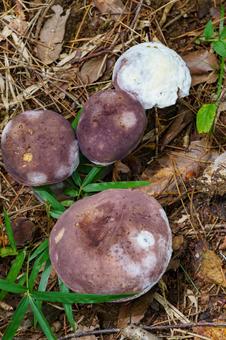 森の草地に群生するブドウニガイグチ 森の草地に群生するブドウニガイグチの写真