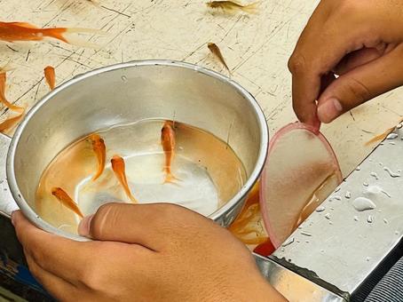 夏祭りの屋台 金魚すくい 夏祭りの屋台 金魚すくい 夏,祭り,屋台の写真素材