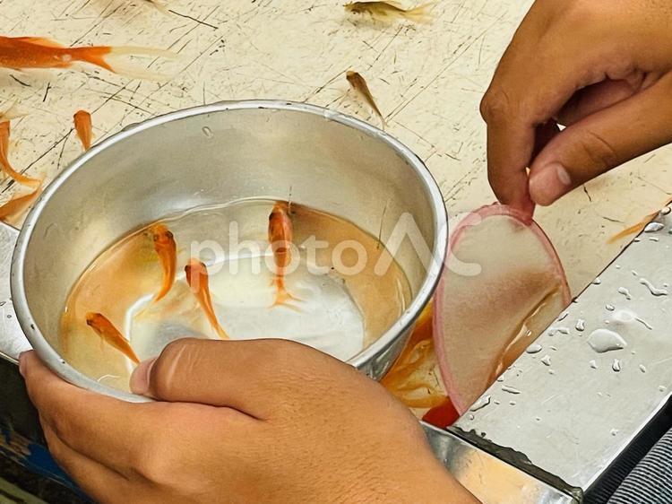 夏祭りの屋台　金魚すくい 夏,祭り,屋台の写真素材