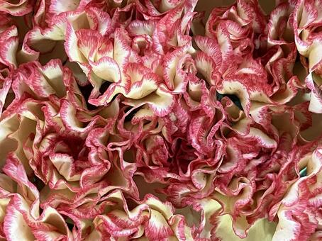 花（カーネーション） 花,アップ,植物の写真素材