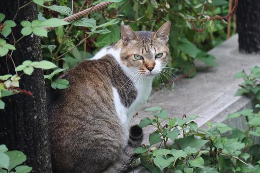 こっちを見る猫のいる風景 こっち,見る,猫の写真素材