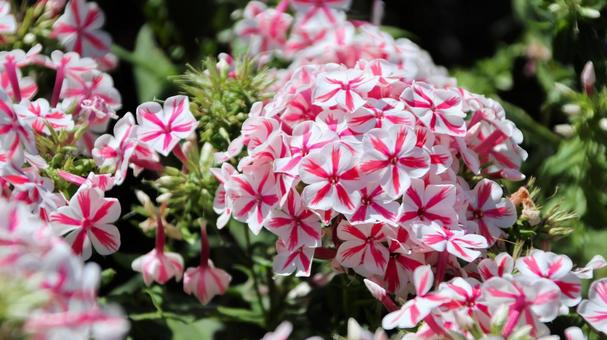 初秋の河口湖畔の宿根フロックスの花 初秋の河口湖畔の宿根フロックスの花 宿根フロックス,花,初秋の写真素材