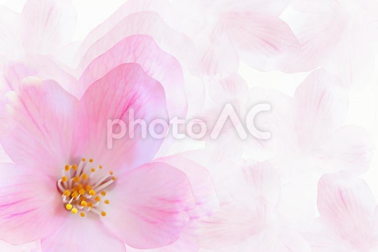 春の桜　テクスチャ背景素材 桜,春,花の写真素材