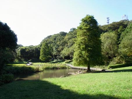 藤沢市新林公園内の「この木何の木?」 藤沢市新林公園内の「この木何の木?」 公園,緑,芝生の写真素材