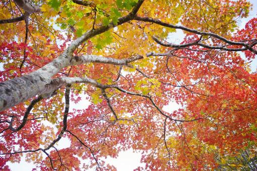 北海道の紅葉 紅葉,福原山荘,見上げるの写真素材