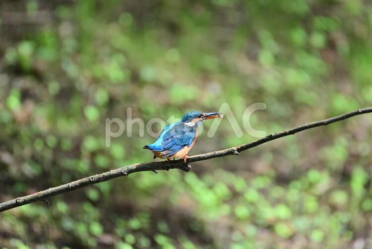 魚を捕まえたカワセミ カワセミ,青い鳥,野鳥の写真素材