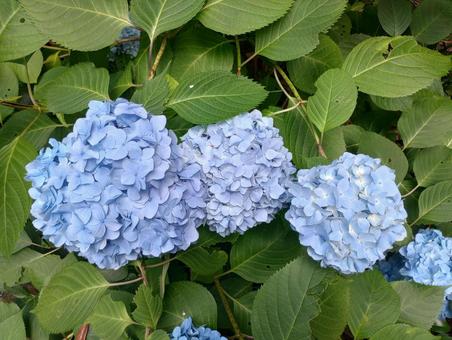 青いあじさい 青いあじさい あじさい,紫陽花,アジサイの写真素材