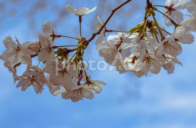 ソメイヨシノ桜ｰ26 ソメイヨシノ,さくら,桜の写真素材
