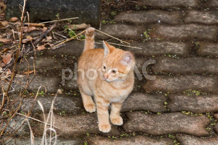 野良ネコ　子猫 かわいい,元気,白の写真素材