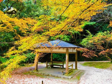 紅葉 もみじ 秋 紅葉 もみじ 秋 の写真
