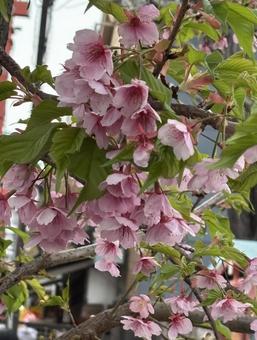 桜 桜の写真