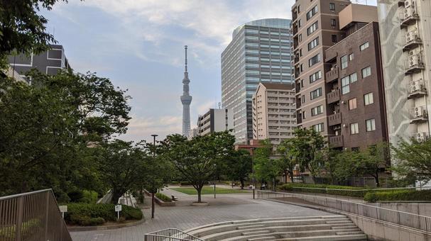 公園から見えるスカイツリー 公園から見えるスカイツリーの写真