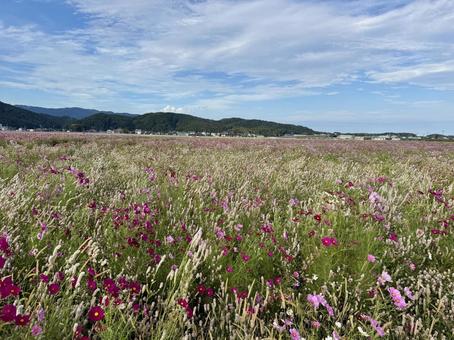 福井県 曇り空と宮ノ下コスモス公苑 福井県 曇り空と宮ノ下コスモス公苑 空,福井県,宮ノ下コスモス公苑の写真素材