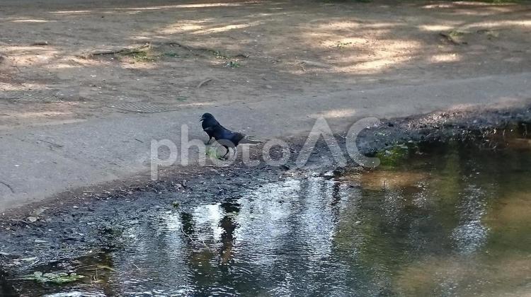 代々木公園のカラス カラス,鳥,水辺の写真素材