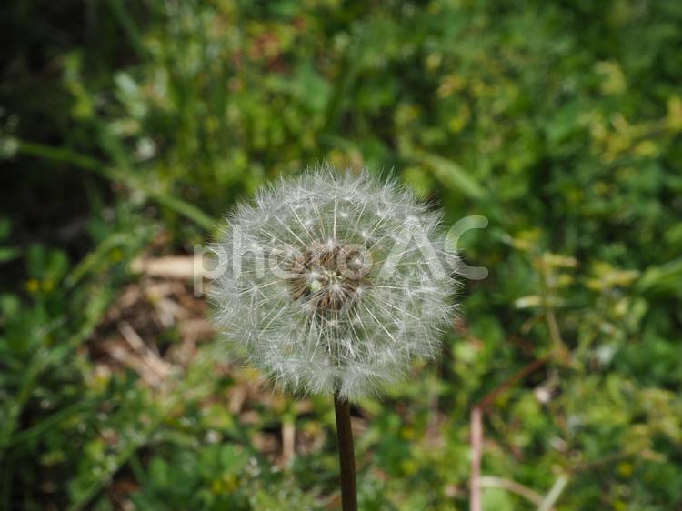 たんぽぽの綿毛 たんぽぽ,たんぽぽの綿毛,ふわふわの写真素材