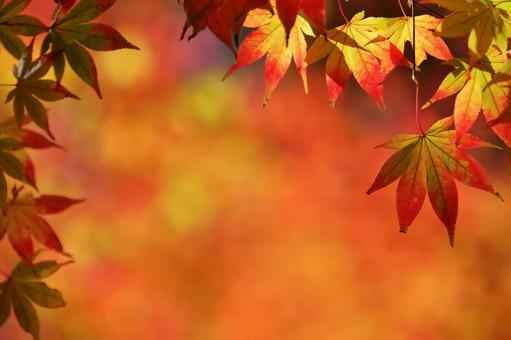 色づく紅葉 色づく紅葉の写真
