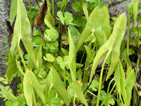 Green leaves of arrowhead and water lily, JPG