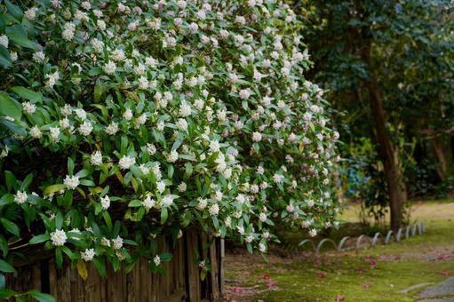 A garden filled with the scent of camellias and winter daphnes, JPG
