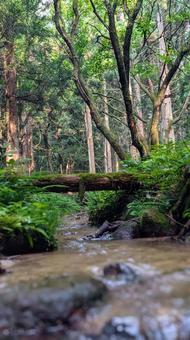 森の小川、倒木にかかる橋 森の小川、倒木にかかる橋 森,小川,倒木の写真素材