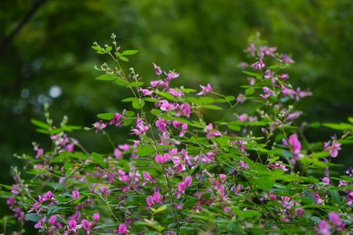 野の秋の花、萩 野の秋の花、萩の写真
