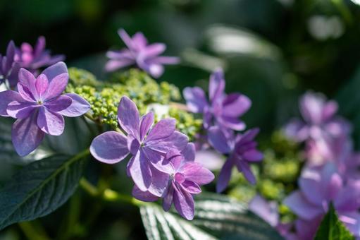 紫陽花1 紫陽花1の写真