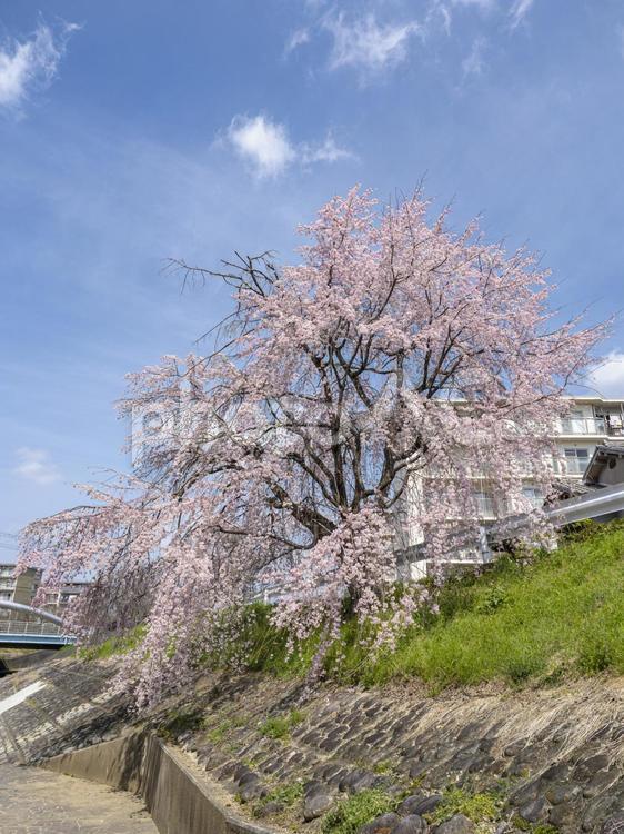 枝垂れ桜が咲く青空 枝垂れ桜,桜,お花見の写真素材