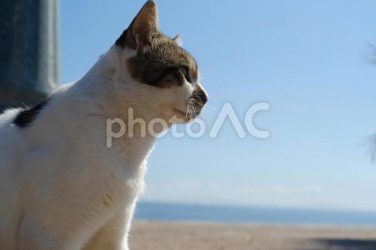 海辺の猫 猫,野良猫,夏の写真素材