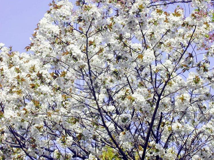 ソメイヨシノより少し控えめ さくら,桜,サクラの写真素材