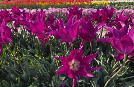 Tulips, JPG
