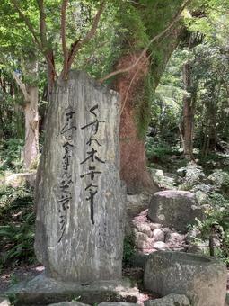 くすの木千年 くすの木千年の写真