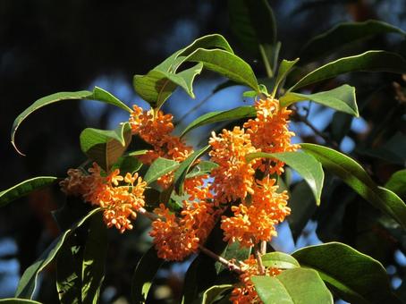 キンモクセイbの写真