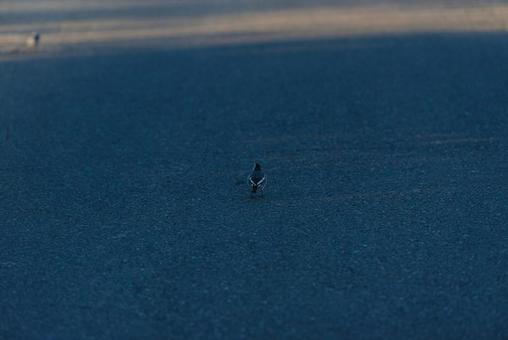 周りを見ながら歩くハクセキレイ ハクセキレイ,セキレイ科,野鳥の写真素材