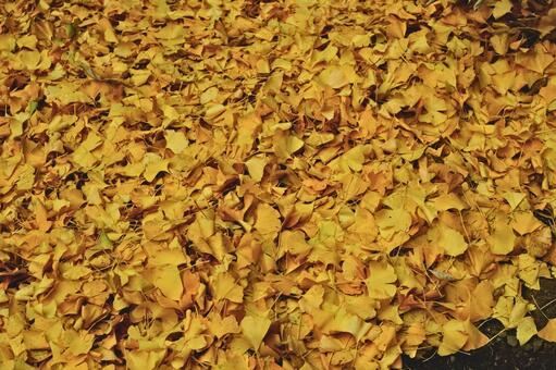 イチョウの葉の絨毯 イチョウ,銀杏,落葉の写真素材