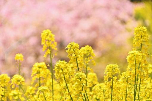菜の花と河津桜の競演 菜の花と河津桜の競演の写真