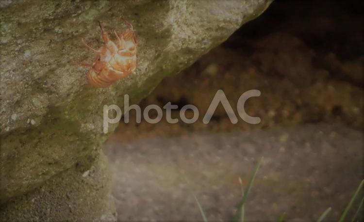 軒下の蝉の抜け殻 蝉,セミ,屋外の写真素材