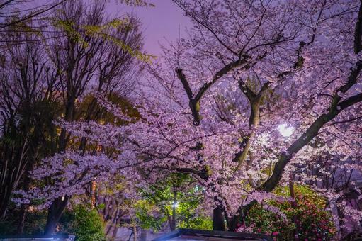 夜の赤坂と照明に映える桜 夜の赤坂と照明に映える桜 桜,夜桜,ライトアップの写真素材