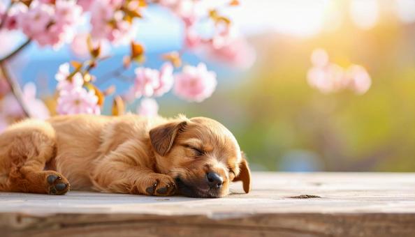 舌を出して気持ちよさそうに昼寝する子犬 舌を出して気持ちよさそうに昼寝する子犬の写真