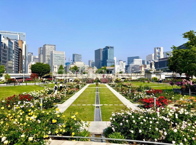 大阪　中之島バラ園とオフィス街 中之島バラ園,中之島公園,大阪の写真素材