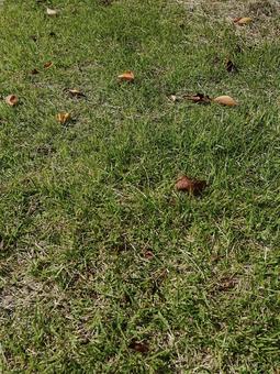 芝生 みどり,素材,背景素材の写真素材