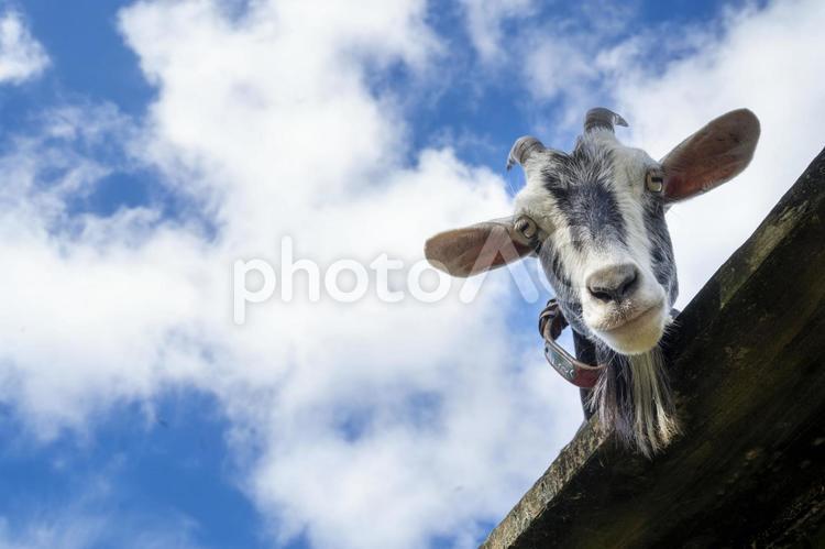 見下ろすヤギと青空 ヤギ,かわいい,青空の写真素材