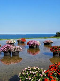 ひたち海浜公園・サンパチェンスの花&海 ひたち海浜公園・サンパチェンスの花&海 初秋,国営ひたち海浜公園,サンパチェンスの写真素材