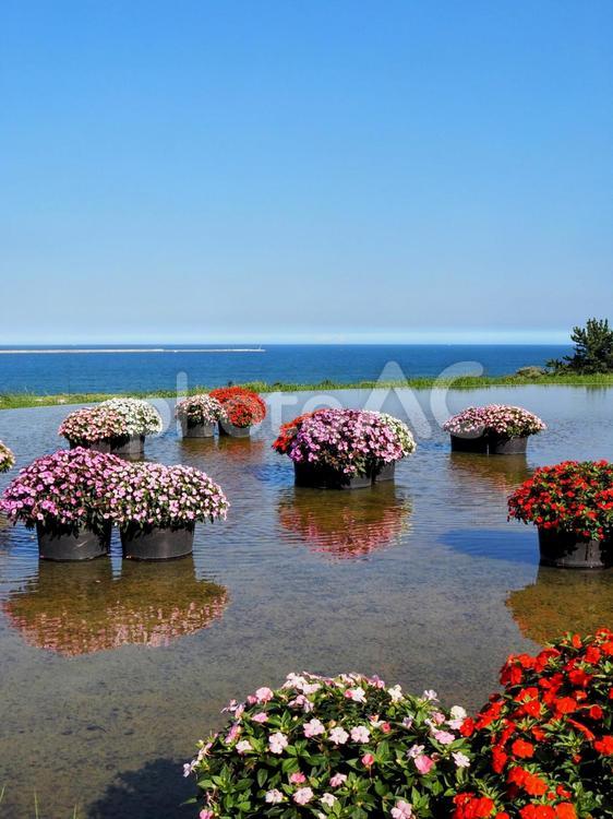 ひたち海浜公園・サンパチェンスの花＆海 初秋,国営ひたち海浜公園,サンパチェンスの写真素材