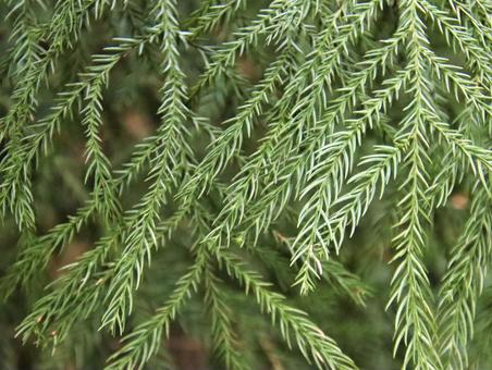 若いスギの葉の写真