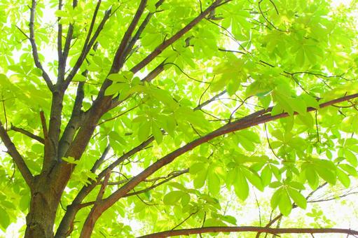 緑の自然 緑の自然の写真