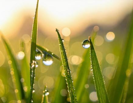 朝の草に付いた水滴 朝の草に付いた水滴の写真