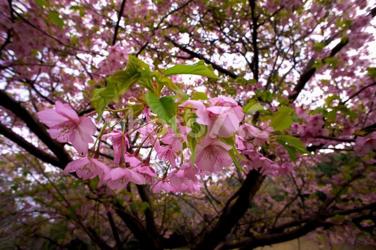 ＜五島の春＞夜明けの鬼岳樹木園の河津桜 河津桜,桜,花の写真素材