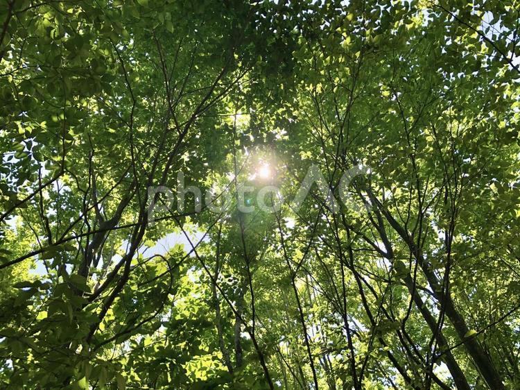 木漏れ日 木漏れ日,木,緑の写真素材