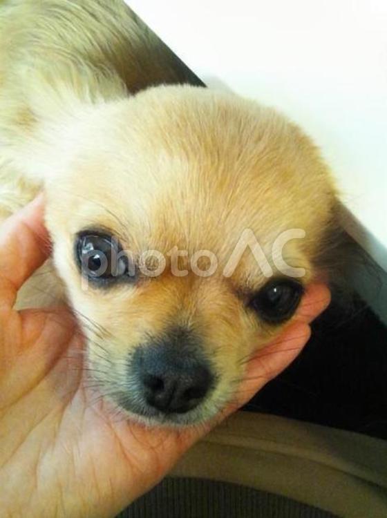チワワの顔のアップ チワワ,犬,ペットの写真素材