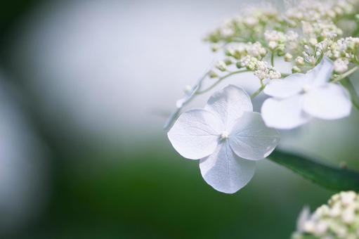 美しい紫陽花 美しい紫陽花の写真